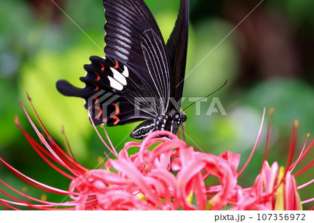 彼岸花　黒揚羽蝶　クロアゲハチョウ 107356972