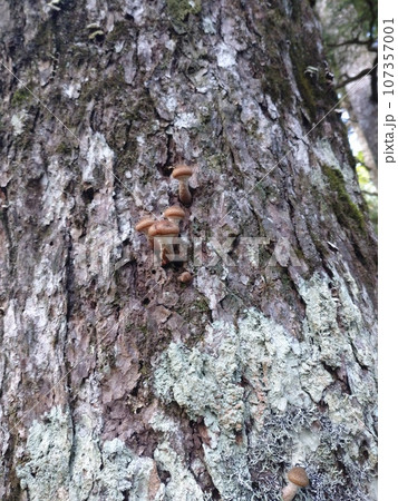 富士山の木に生える幼いナラタケ Young Mushrooms on Tree 107357001