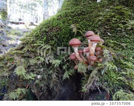 苔むす根元のナラタケたち / Honey Mushrooms at Mossy Tree Base 107357006