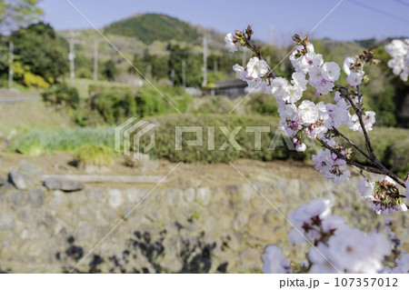 陽光の中、桜を眺めてから山に向かう 107357012