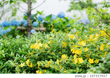 キンシバイ 花 キンシバイ 花 107357057