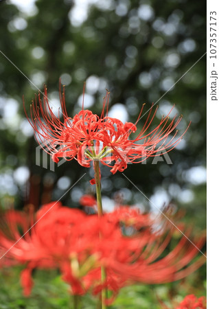 都立野川公園自然観察園のヒガンバナ 都立野川公園自然観察園のヒガンバナ 107357173