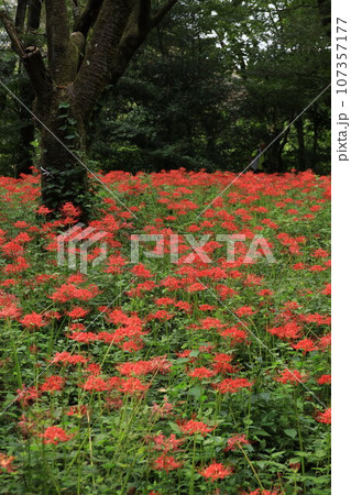 都立野川公園自然観察園のヒガンバナ 107357177