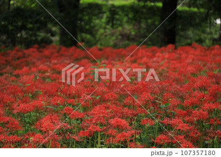 都立野川公園自然観察園のヒガンバナ 107357180