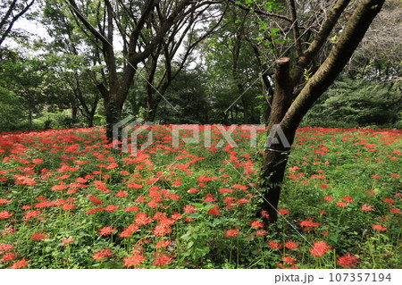 都立野川公園自然観察園のヒガンバナ 都立野川公園自然観察園のヒガンバナ 107357194