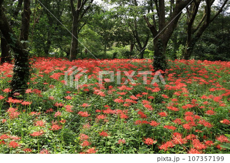 都立野川公園自然観察園のヒガンバナ 107357199
