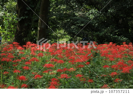 都立野川公園自然観察園のヒガンバナ 都立野川公園自然観察園のヒガンバナ 107357211