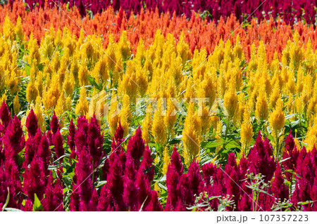 ケイトウの花 107357223