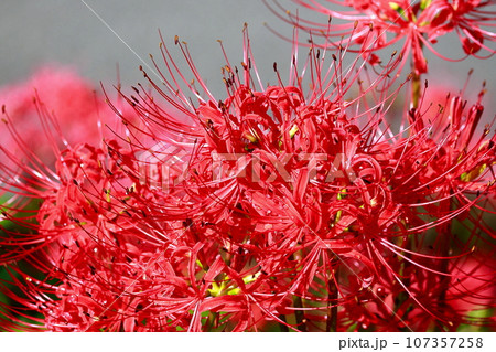 土佐山の彼岸花 107357258
