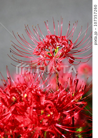 土佐山の彼岸花 土佐山の彼岸花 107357260