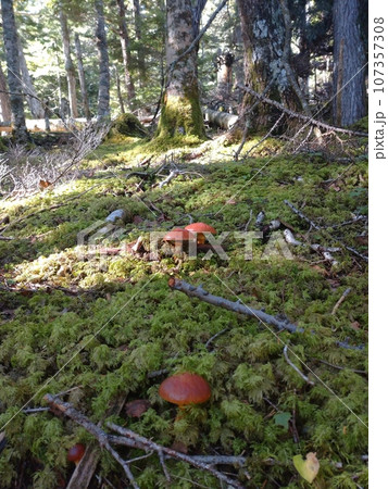 木漏れ日のハナイグチ / Suillus Bathed in Forest Sunlight 木漏れ日のハナイグチ / Suillus Bathed in Forest Sunlight 107357308