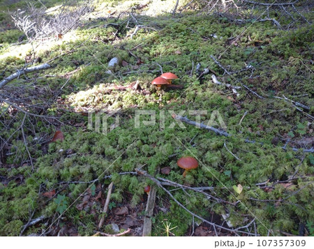 苔の森に点在するハナイグチ / Scattered Suillus in a Mossy Fores 苔の森に点在するハナイグチ / Scattered Suillus in a Mossy Fores 107357309