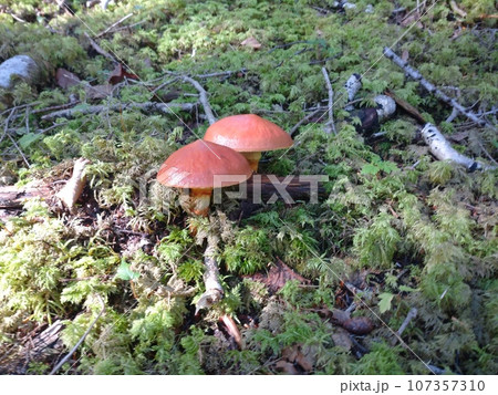 苔の森に寄り添うハナイグチ / Twin Suillus in Mossy Forest 苔の森に寄り添うハナイグチ / Twin Suillus in Mossy Forest 107357310