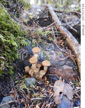 木の根元に芽吹くナラタケ幼菌 / Young Honey Mushrooms at Tree Roo 107357316