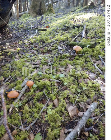 苔の森に点在するハナイグチ / Scattered Suillus in Mossy Forest 苔の森に点在するハナイグチ / Scattered Suillus in Mossy Forest 107357432