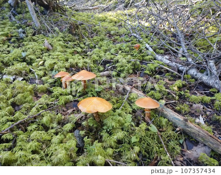 苔むす森の群生ハナイグチ / Cluster of Suillus in Mossy Woods 107357434