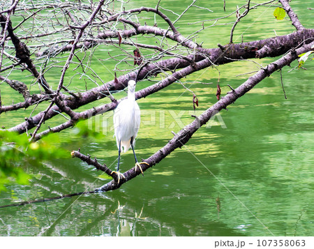夏の公園の池に憩う水鳥　 107358063