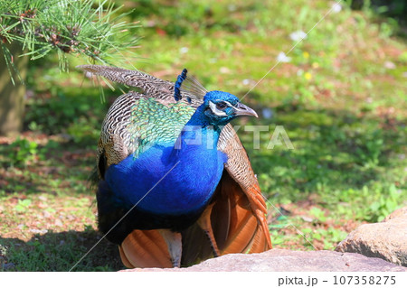 茨城県桜川市本木　雨引山楽法寺　紫陽花寺で池の水中花あじさいが有名な雨引観音のくじゃく 107358275