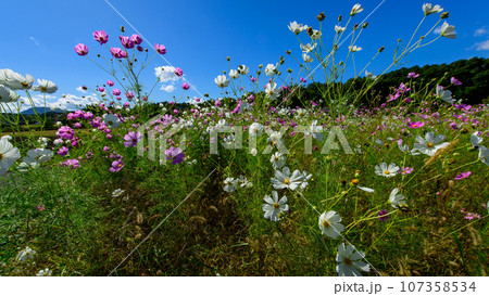 青空とコスモス畑　岩手県　御所湖広域公園 107358534