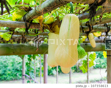 夏の風物詩　よく育ったバターナッツ 107358613