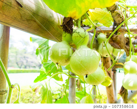 夏の風物詩　よく育ったヒョウタン 107358618