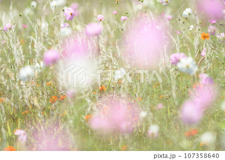 コスモス咲く爽やかな野原　岩手県　御所湖広域公園 107358640