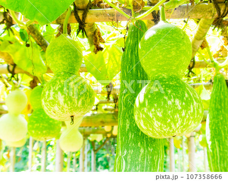 夏の風物詩 よく育ったヒョウタンとヘチマ 夏の風物詩 よく育ったヒョウタンとヘチマ 107358666
