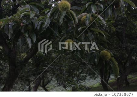 実った毬栗 107358677