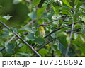 枝で一休みメジロ 107358692
