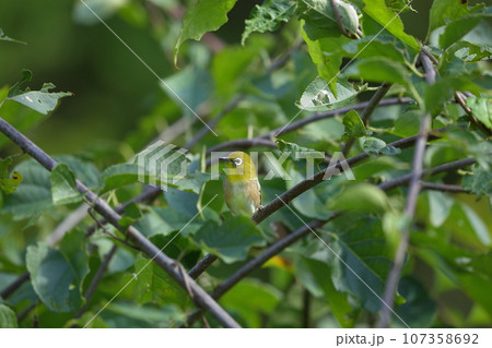 枝で一休みメジロ 107358692