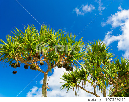 アダンの木の実　沖縄 107359243
