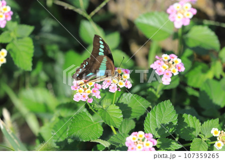 ランタナの蜜を吸うアオスジアゲハ ランタナの蜜を吸うアオスジアゲハ 107359265