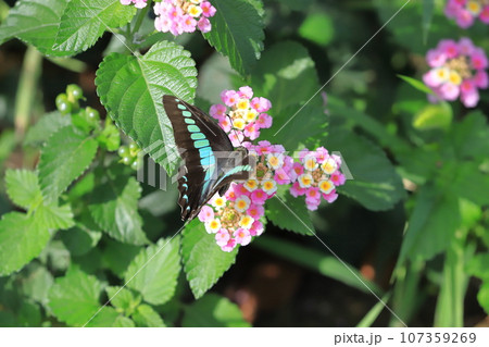 ランタナの蜜を吸うアオスジアゲハ ランタナの蜜を吸うアオスジアゲハ 107359269