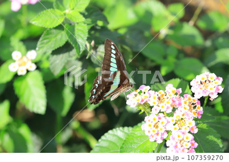 ランタナの蜜を吸うアオスジアゲハ 107359270