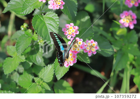 ランタナの蜜を吸うアオスジアゲハ ランタナの蜜を吸うアオスジアゲハ 107359272
