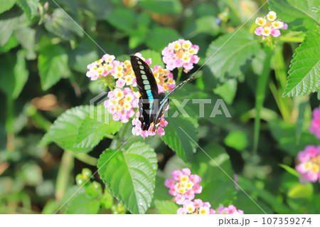 ランタナの蜜を吸うアオスジアゲハ ランタナの蜜を吸うアオスジアゲハ 107359274
