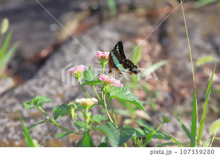 ランタナの蜜を吸うアオスジアゲハ ランタナの蜜を吸うアオスジアゲハ 107359280