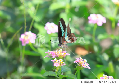 ランタナの蜜を吸うアオスジアゲハ 107359284