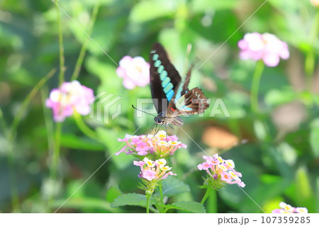 ランタナの蜜を吸うアオスジアゲハ ランタナの蜜を吸うアオスジアゲハ 107359285