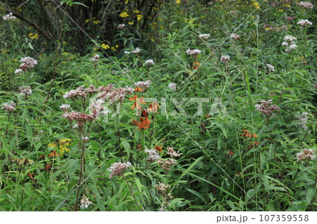 高山植物と蝶 高山植物と蝶 107359558