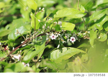 ヘクソカズラ(屁糞葛)の花 ヘクソカズラ(屁糞葛)の花 107359588