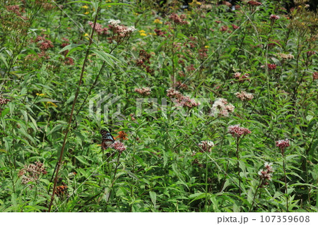 高山植物と蝶 高山植物と蝶 107359608