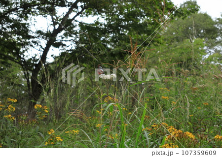高山植物と蝶 高山植物と蝶 107359609