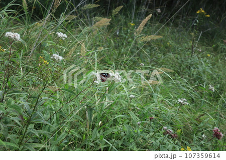 高山植物と蝶 高山植物と蝶 107359614