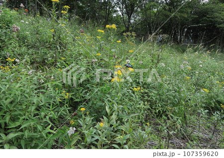 高山植物と蝶 高山植物と蝶 107359620