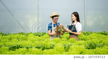 Man and woman working on lettuce plantation in farm using tablet and laptop in the greenhouse.. Man and woman working on lettuce plantation in farm using tablet and laptop in the greenhouse.. 107359722