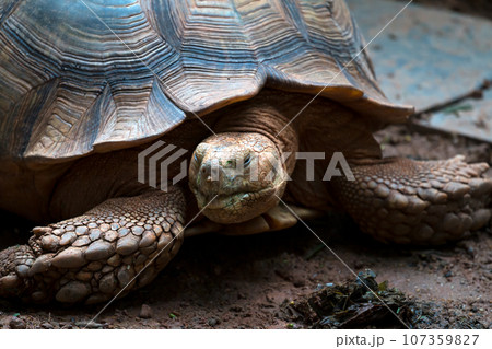 Close-Up of a Big Tortoise in Tranquil Nature Close-Up of a Big Tortoise in Tranquil Nature 107359827