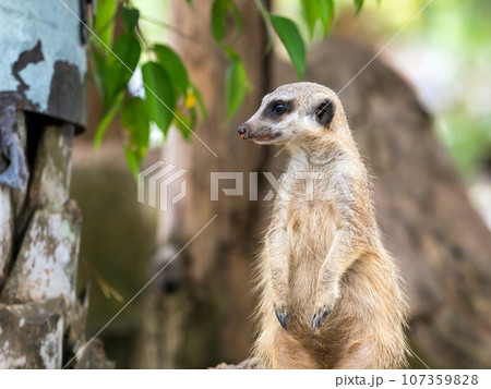 Close up of Meerkat staning on guard duty Close up of Meerkat staning on guard duty 107359828