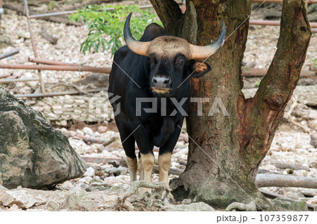 Portrait of Wild bull gaur standing under big tree in Khaokheaw Zoo Portrait of Wild bull gaur standing under big tree in Khaokheaw Zoo 107359877