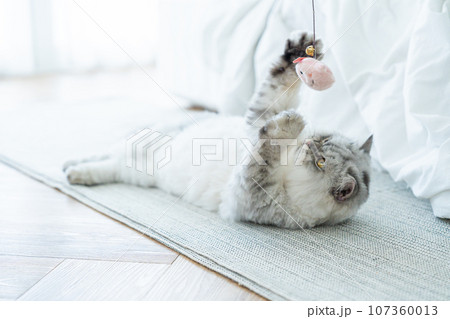 Fluffy cat playing toy on the floor at house. Adorable pets concept Fluffy cat playing toy on the floor at house. Adorable pets concept 107360013